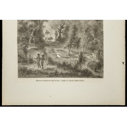 Gravure de 1860 - Sépultures australiennes dans les bois - 3