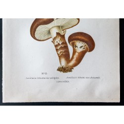 Gravure de 1891 - Champignons - Armillaires - 3