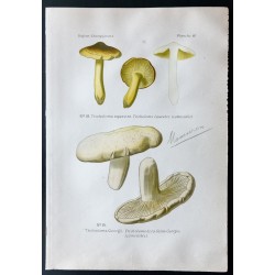 Gravure de 1891 - Champignons - Tricholome equestre, Mousseron - 1