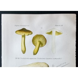 Gravure de 1891 - Champignons - Tricholome equestre, Mousseron - 2