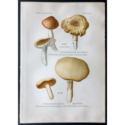 Gravure de 1891 - Champignons - Tricholome st georges ... - 1