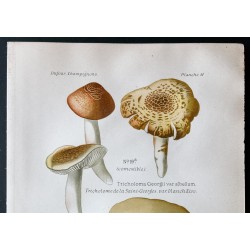 Gravure de 1891 - Champignons - Tricholome st georges ... - 2