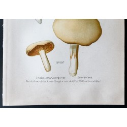 Gravure de 1891 - Champignons - Tricholome st georges ... - 3