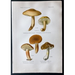 Gravure de 1891 - Champignons - Tricholome écailleux ... - 1
