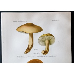 Gravure de 1891 - Champignons - Tricholome écailleux ... - 2