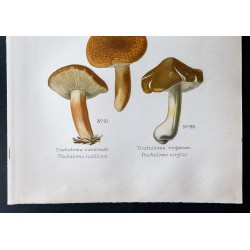 Gravure de 1891 - Champignons - Tricholome écailleux ... - 3