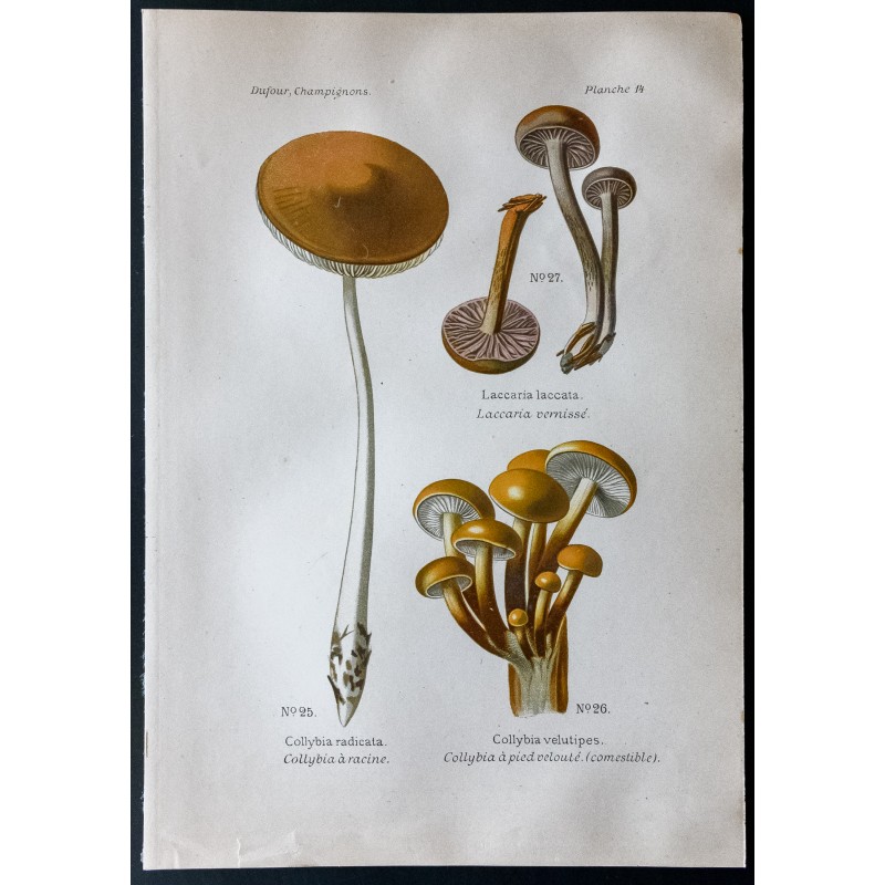 Gravure de 1891 - Champignons - Collybia à racine, vernissé - 1