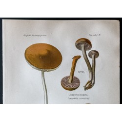 Gravure de 1891 - Champignons - Collybia à racine, vernissé - 2