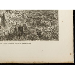 Gravure de 1860 - Incendie de prairie à Valnut-Creek - 5