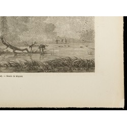 Gravure de 1860 - Les bords du Phase - Fleuve Rioni - 5