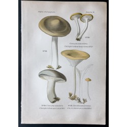Gravure de 1891 - Champignons - Clitocybé nébuleux ... - 1