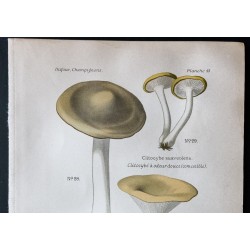 Gravure de 1891 - Champignons - Clitocybé nébuleux ... - 2
