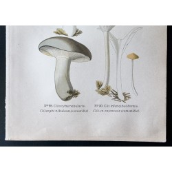 Gravure de 1891 - Champignons - Clitocybé nébuleux ... - 3