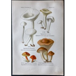 Gravure de 1891 - Champignons - Hygrophore ... - 1