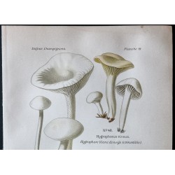 Gravure de 1891 - Champignons - Hygrophore ... - 2