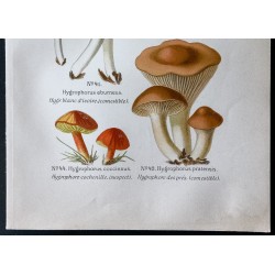 Gravure de 1891 - Champignons - Hygrophore ... - 3