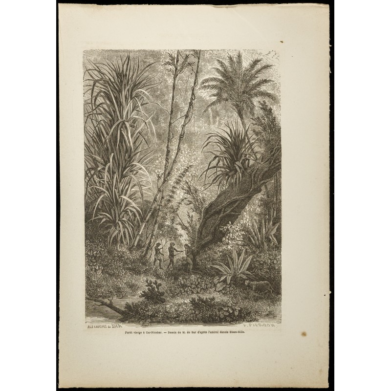 Gravure de 1860 - Forêt vierge à Car-Nicobar - Inde - 1