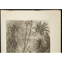 Gravure de 1860 - Forêt vierge à Car-Nicobar - Inde - 2