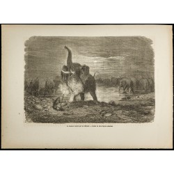 Gravure de 1860 - Chasseur surpris par un éléphant - 1