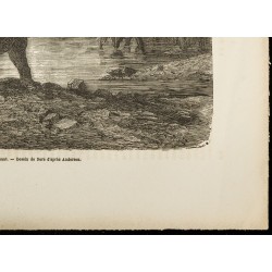 Gravure de 1860 - Chasseur surpris par un éléphant - 5