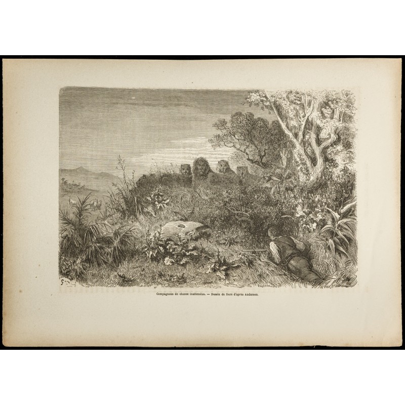 Gravure de 1860 - Scène de chasse en Afrique - Meute de lions - 1