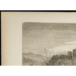 Gravure de 1860 - Scène de chasse en Afrique - Meute de lions - 2