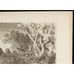 Gravure de 1860 - Scène de chasse en Afrique - Meute de lions - 3