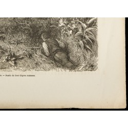 Gravure de 1860 - Scène de chasse en Afrique - Meute de lions - 5