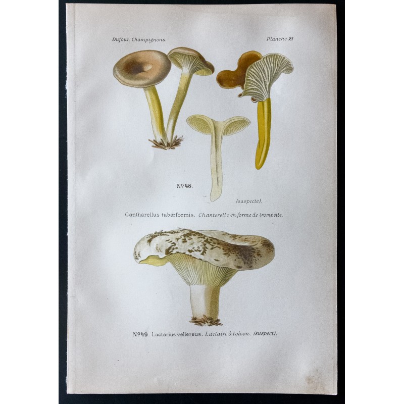 Gravure de 1891 - Champignons - Chanterelle, Lactaire ... - 1