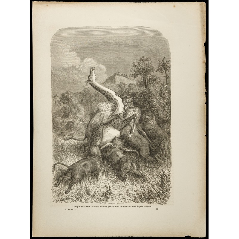 Gravure de 1860 - Afrique - Girafe attaquée par des lions - 1