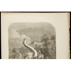 Gravure de 1860 - Afrique - Girafe attaquée par des lions - 2
