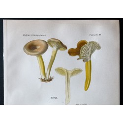 Gravure de 1891 - Champignons - Chanterelle, Lactaire ... - 2