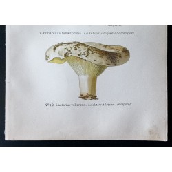 Gravure de 1891 - Champignons - Chanterelle, Lactaire ... - 3