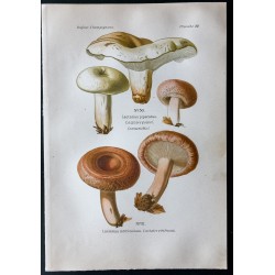 Gravure de 1891 - Champignons - Lactaire poivré, vénéneux ... - 1