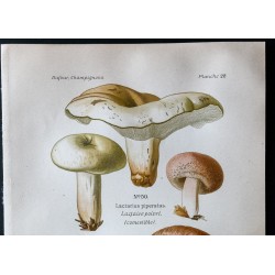 Gravure de 1891 - Champignons - Lactaire poivré, vénéneux ... - 2