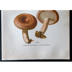 Gravure de 1891 - Champignons - Lactaire poivré, vénéneux ... - 3