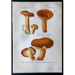 Gravure de 1891 - Champignons - Lactaire doux ... - 1