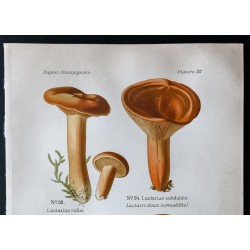 Gravure de 1891 - Champignons - Lactaire doux ... - 2