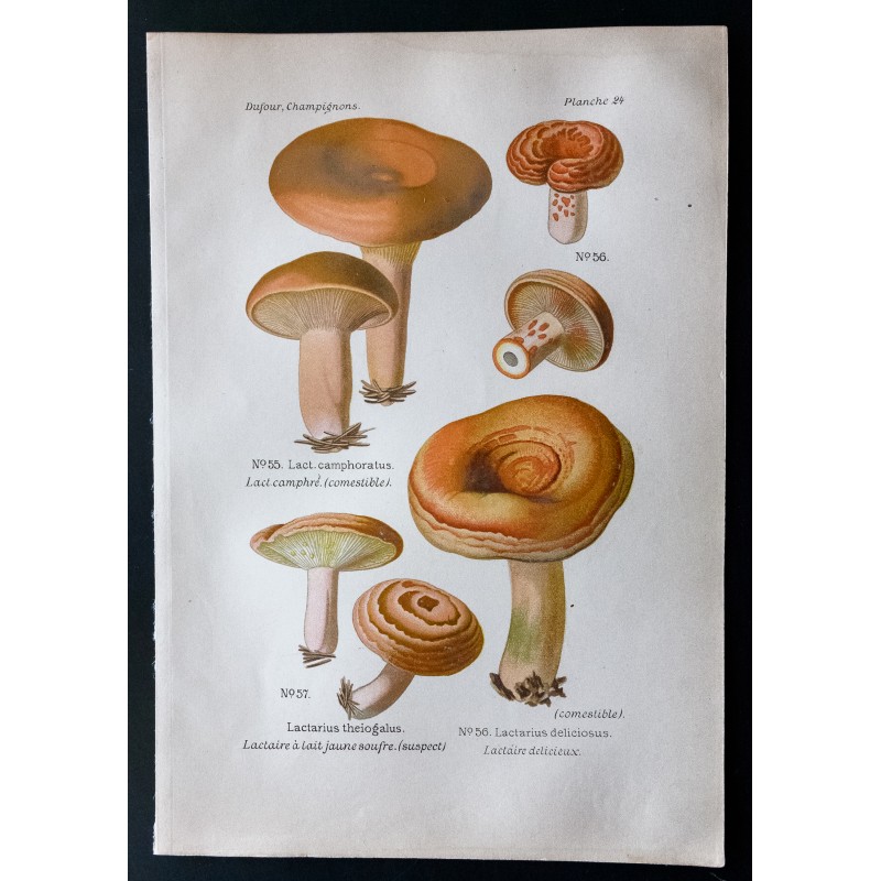 Gravure de 1891 - Champignons - Lactaire délicieux ... - 1