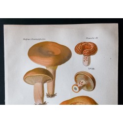 Gravure de 1891 - Champignons - Lactaire délicieux ... - 2