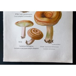 Gravure de 1891 - Champignons - Lactaire délicieux ... - 3