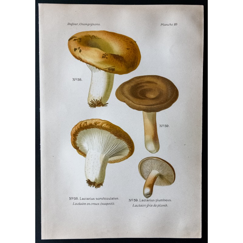 Gravure de 1891 - Champignons - Lactaire en creux ... - 1