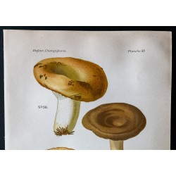 Gravure de 1891 - Champignons - Lactaire en creux ... - 2