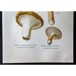 Gravure de 1891 - Champignons - Lactaire en creux ... - 3