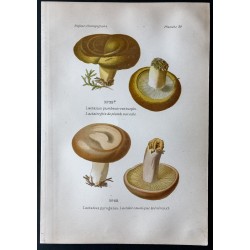 Gravure de 1891 - Champignons - Lactaire caustique ... - 1