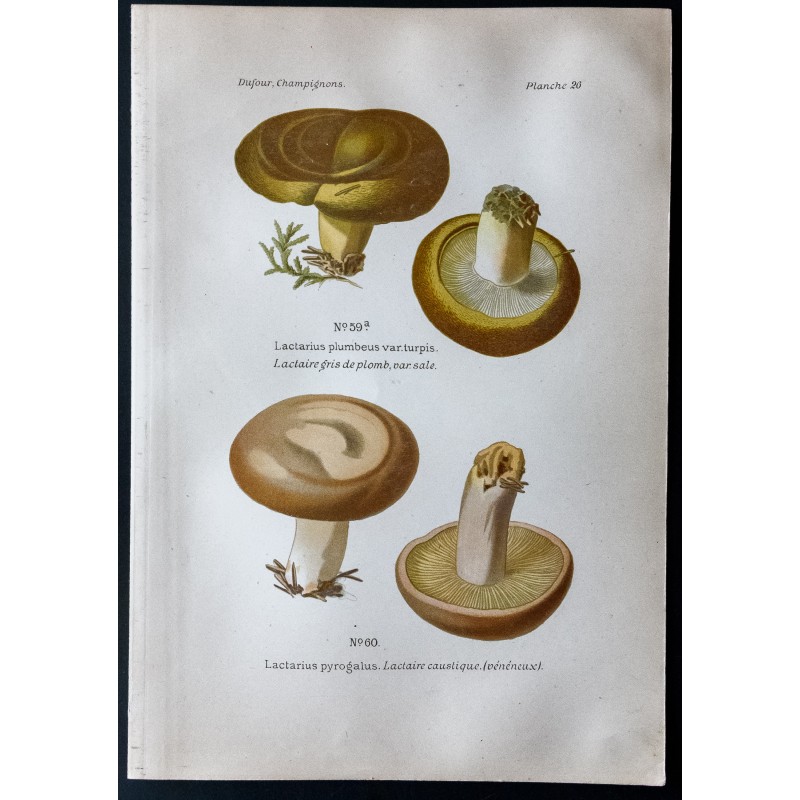 Gravure de 1891 - Champignons - Lactaire caustique ... - 1