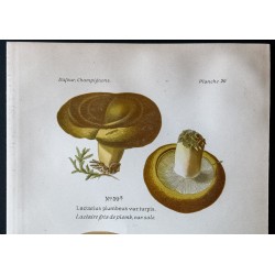 Gravure de 1891 - Champignons - Lactaire caustique ... - 2