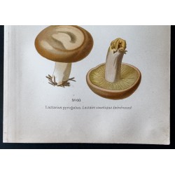 Gravure de 1891 - Champignons - Lactaire caustique ... - 3