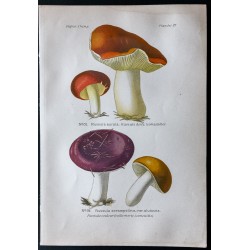 Gravure de 1891 - Champignons - Russule dorée, feuille morte ... - 1