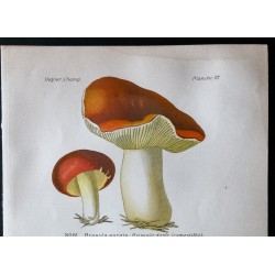 Gravure de 1891 - Champignons - Russule dorée, feuille morte ... - 2